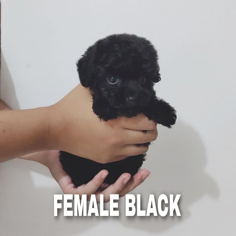 Dijual anjing toy poodle black