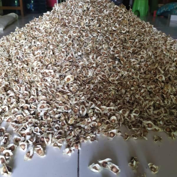 

9.9 BRANDS FESTIVAL biji KELOR 1kg 1 kg kiloan