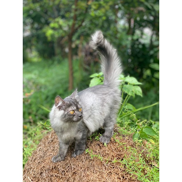 mainecoon ganteng  kitten