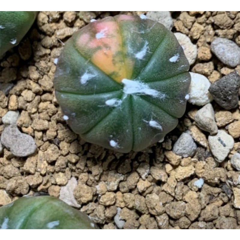 kaktus astrophytum asterias variegata murah premium