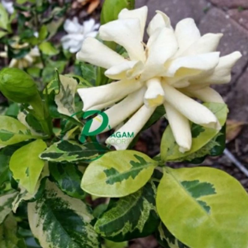 Tanaman Gardenia Golden Wangi