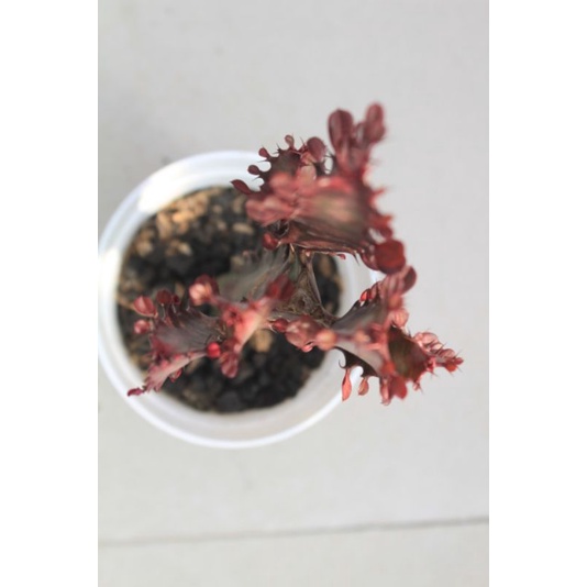Sukulen Euphorbia lactea/red ruby