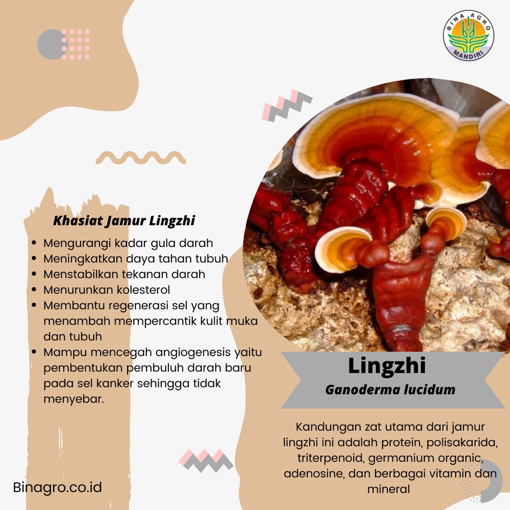 LINGZHI Ekstrak Extract Jamu Jamur Lingzhi Murni Tanpa Campuran 500 gram 1kg Premium Binagro