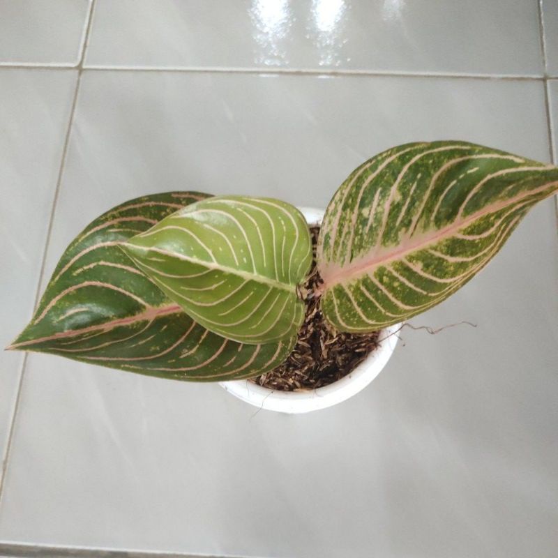 bunga aglonema Esmeralda_bunga aglonema Esmeralda