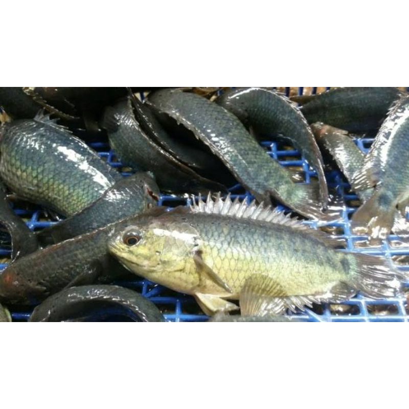 ikan betik/ikan betok konsumsi.//ikan sehat,segar,