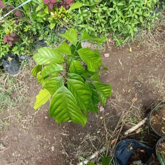 Bibit pohon kecapi / Tanaman buah kecapi 00222