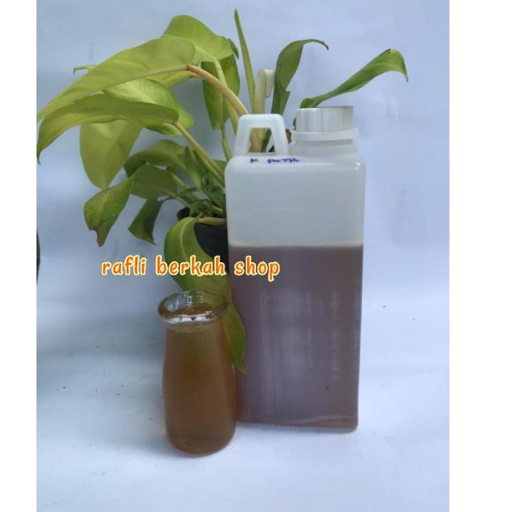

[KODE 1920] Madu asli nektar bunga kayu putih 1kg MADU