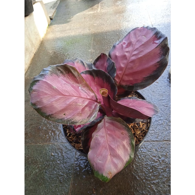 Tanaman Hias Calathea Crimsoon - Bunga Calathea Koleksi