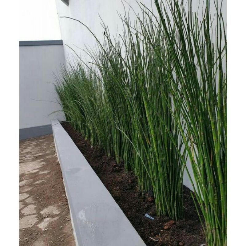 ( TERMURAH) Tanaman Hias Bambu Air - Tanaman Hias Hidup Bambu Air - Pohon Bambu Air