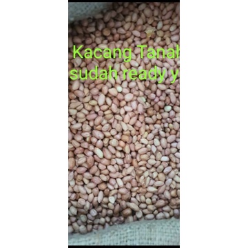 

kacang tanah