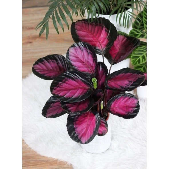 TANAMAN HIAS CALATHEA CRIMSON - TANAMAN HIAS CALATHEA