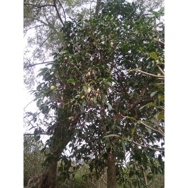 

Benalu teh fresh 1kg