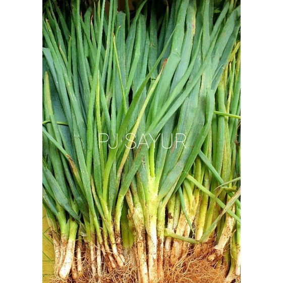 

Daun Bawang Segar 250 gr