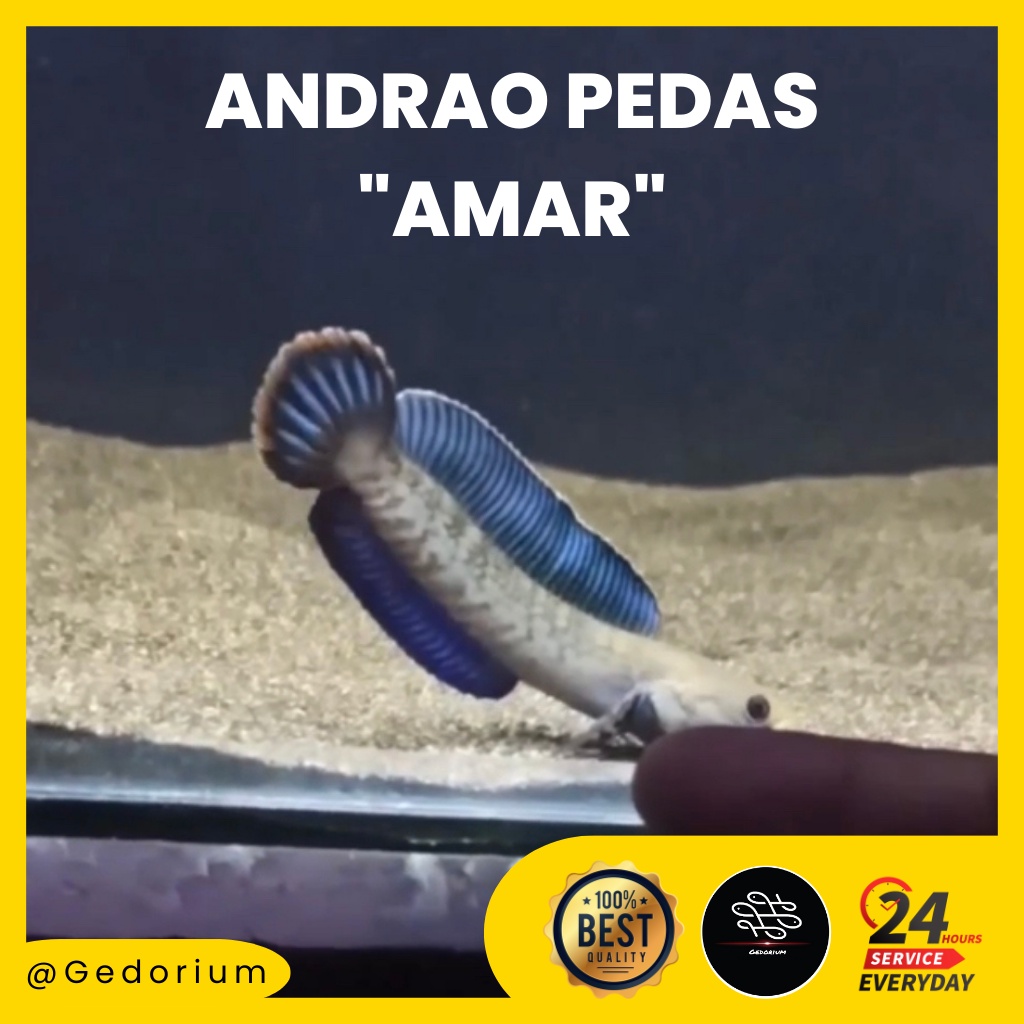 Andrao Pedas &quot;Amar&quot;