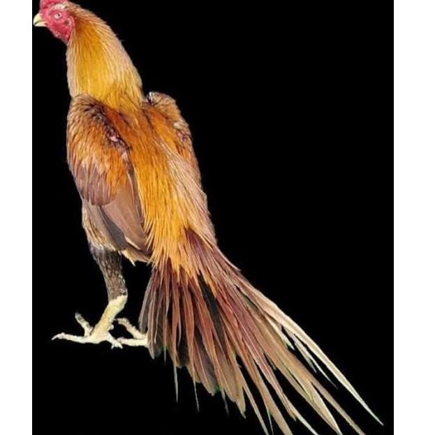 

[PRODUK G6WO038] telur vertil ayam bangkok ekor lidi Kirim Sekarang ̿̿>>