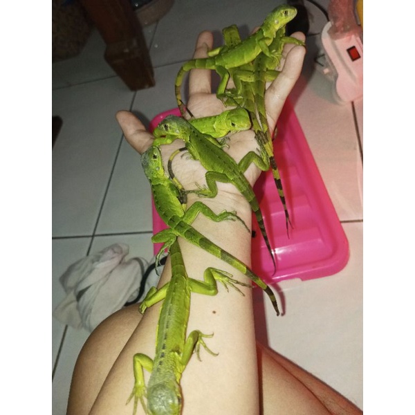 mainan anak iguana