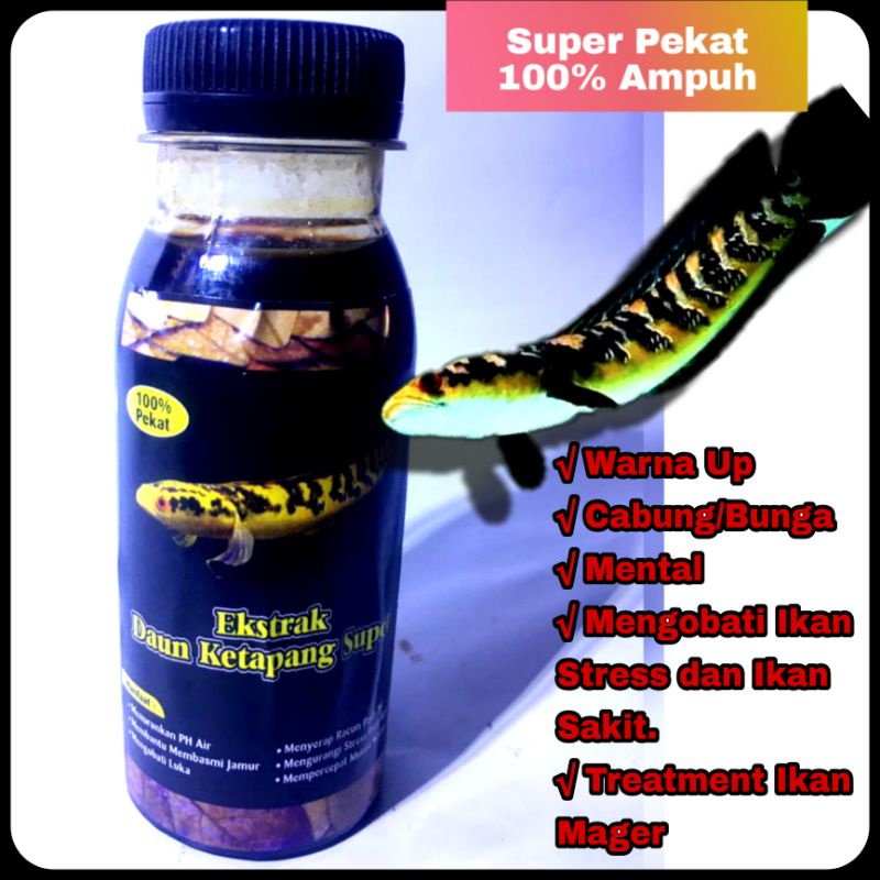 Extra ketapang pekat laut chana ys bosku 100 Ml