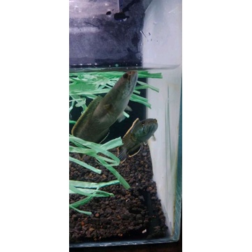 CHANA LIMBATA PAIR PROVEN GRADE A+