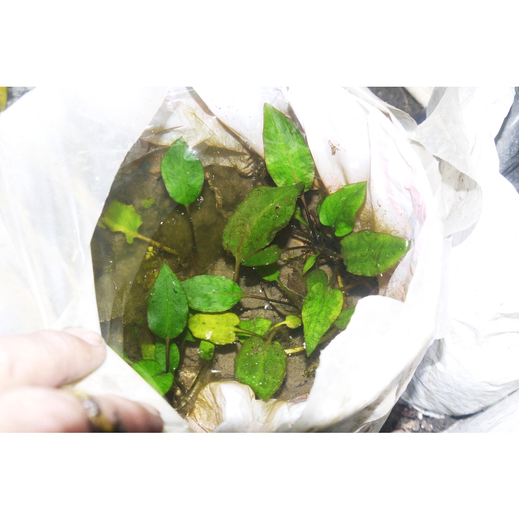 Cryptocoryne bangkanensis green form