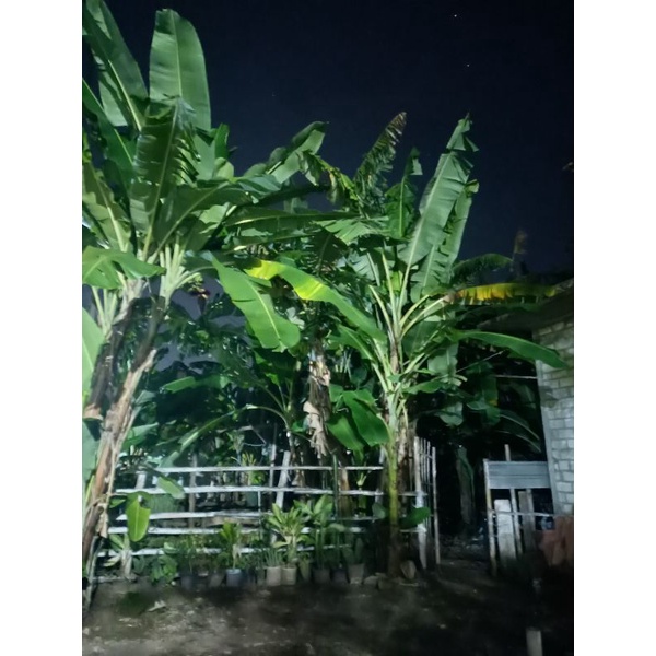 preloved cushion somethinc