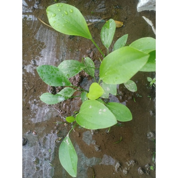 echinodorus cordifolius Aquascape / Paludarium