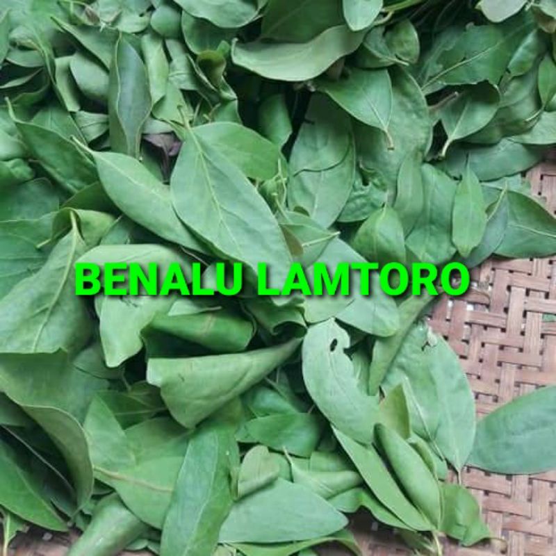 

DAUN BENALU LAMTORO KERING 500 GRAM