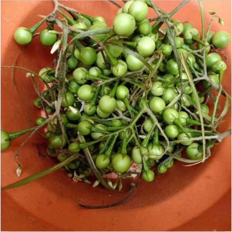 

Buah takokak segar paket hemat 100gr