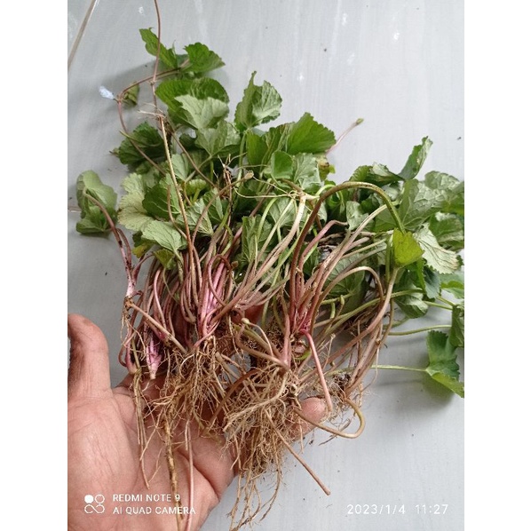 pegagan merah segar (antanan) per 1 kg