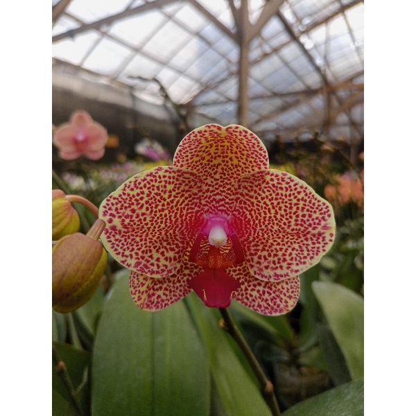 anggrek bulan premium leopard kuning bintik merah phalaenopsis hybrid bunga jumbo kondisi knop mekar