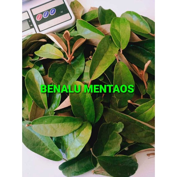 

DAUN BENALU MENTAOS KERING 1000 GRAM