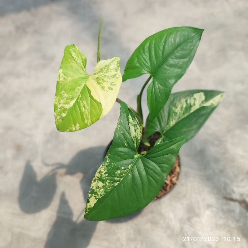 Syngonium Yellow Var