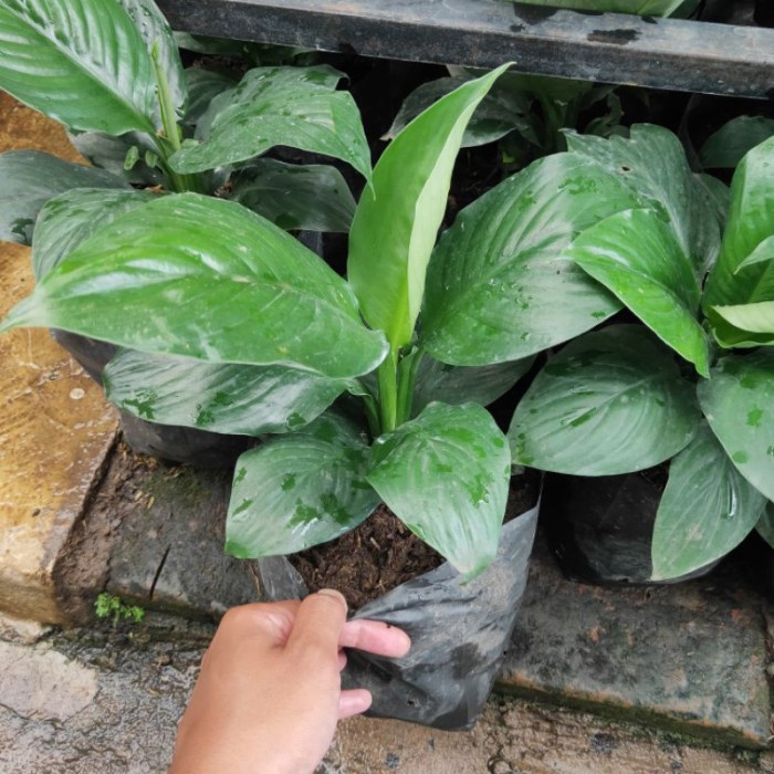 Tanaman Hias Spatufilum / Peace Lily Bangkok Daun Lebar TB