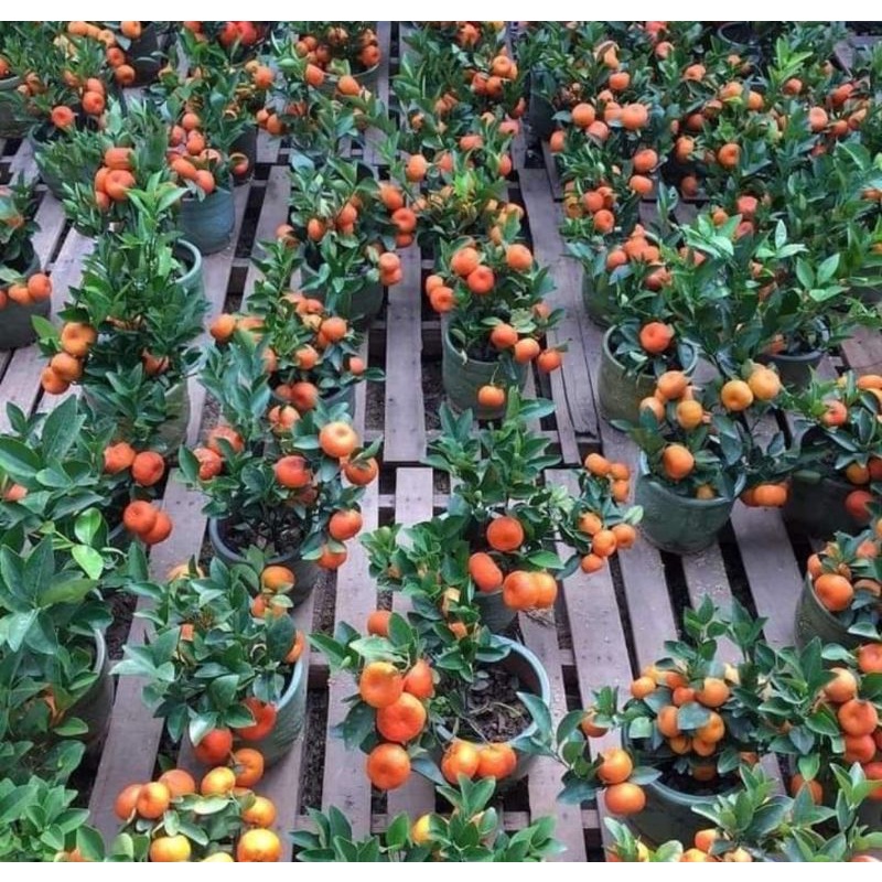 bibit buah jeruk santang madu daun okulasi Original