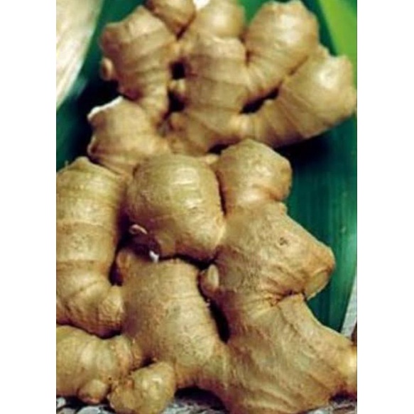 

Bangle/panglai rimpang 500 g