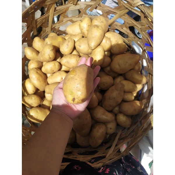 

KENTANG DIENG SUPER JUMBO FRESH
