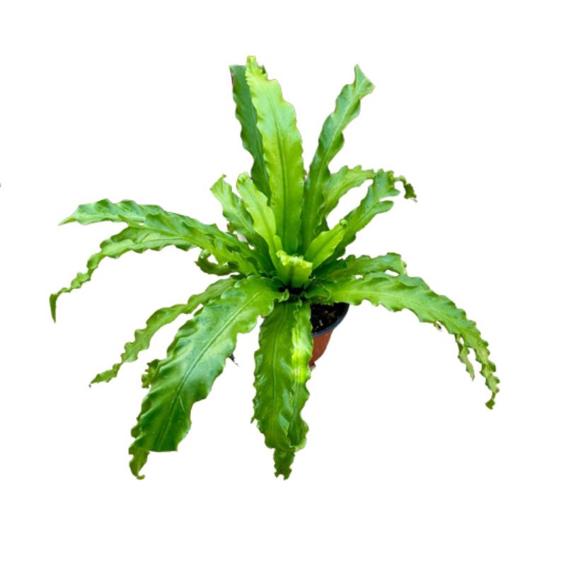 Tanaman Daun PAKIS KADAKA ASOKA - Tanaman Hias Hidup Pakis Kadaka Asoka