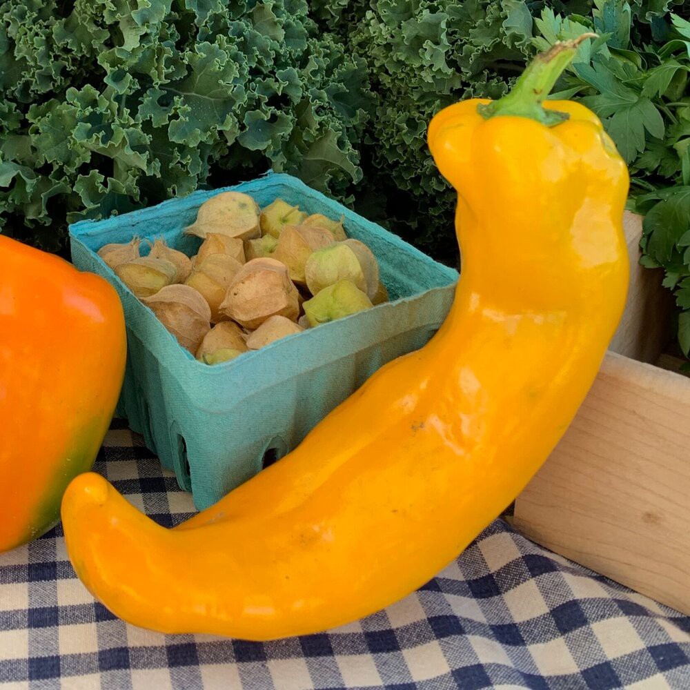 Benih Seribuan - 2 Bibit Cabe Raksasa Sweet Italian Pepper Yellow Unggul