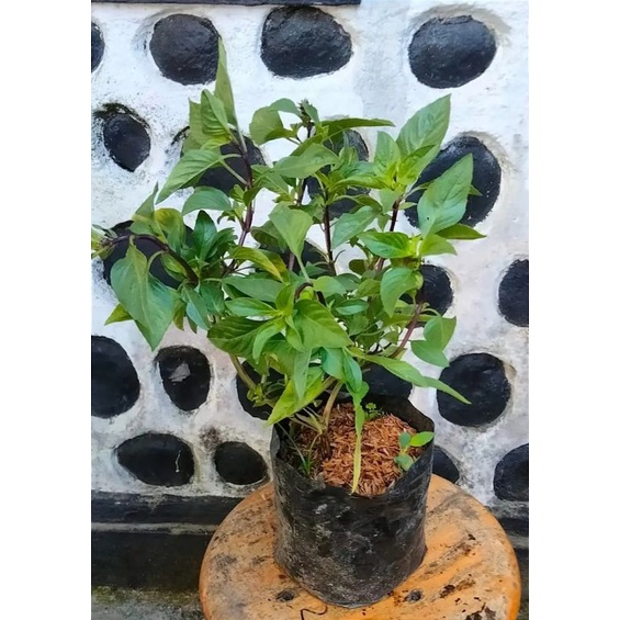 tanaman basil thai/tanaman basil thailand
