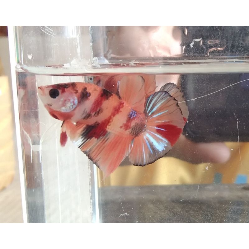 jantan/betina nemo / nemo galaxy / nemo multi