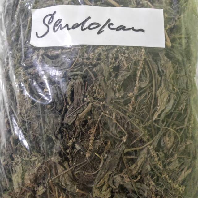 

TERBAIK JAMU DAUN HERBAL SENDOK KERING/ KI URAT 1 KG