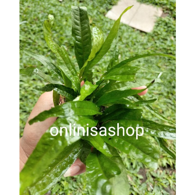 (dapat 25 daun) Tanaman hias air kadaka mini (Microsorum pteropus “kadaka”) atau Java fern
