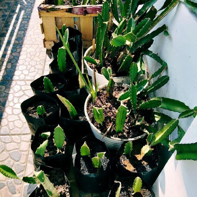 Obral bibit tanaman buah naga super red manis besar merah