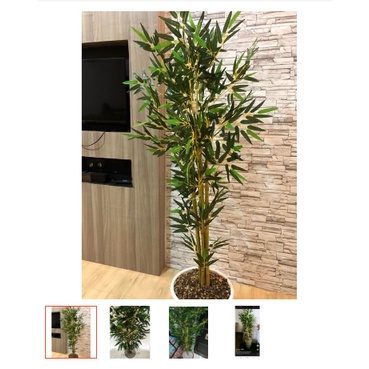tanaman estetik pohon bambu /Pohon bambu jumbo dengan pot minimalis