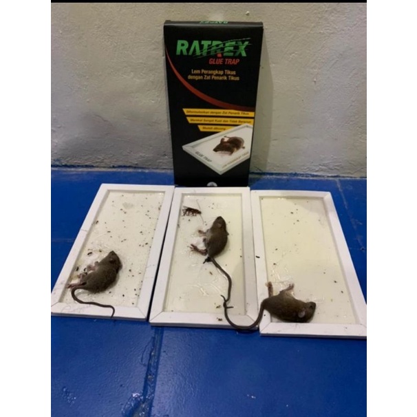 Lem Tikus RATREX isi 2 Pcs Perangkap Tikus/Jebakan Tikus Lem Tikus RATREX Super Lengket dan Kuat