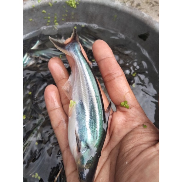 bibit ikan patin