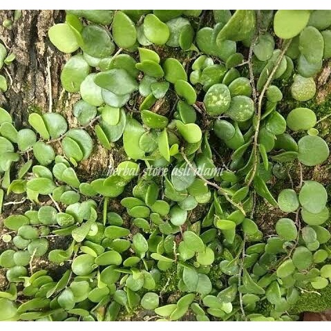 

herbal daun picisan/daun sisik naga segar