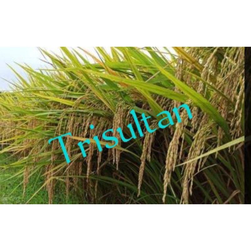 

Trisultan