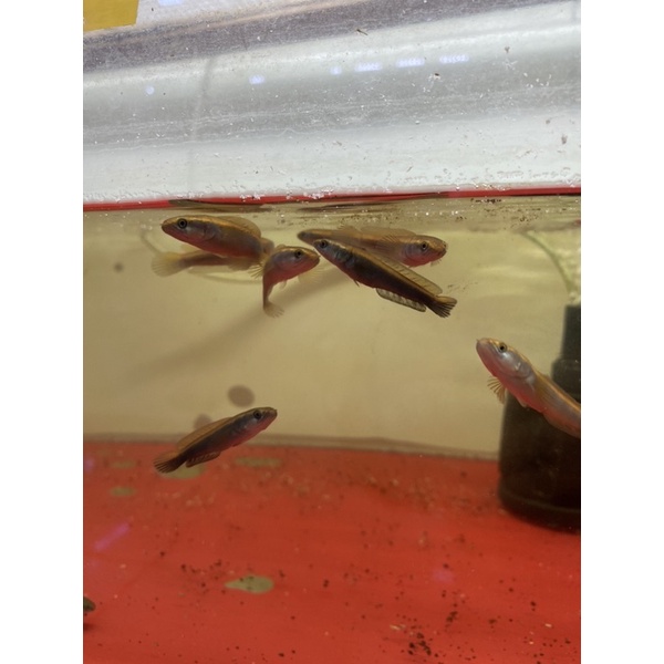 baby red barito 7 8 cm