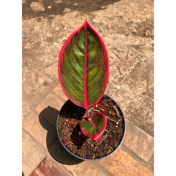 Aglonema Kanza