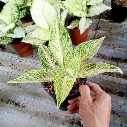 Aglonema Legacy White Dewasa Daun 7-8-9